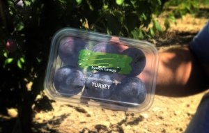 Turkish Plum