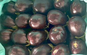 Turkish Eggplant