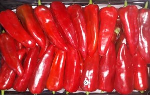 Turkish Red Pepper