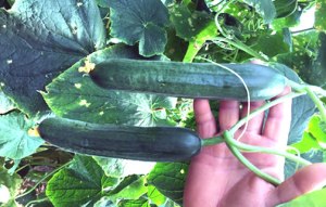 Turkish Cucumber