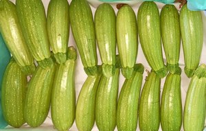 Turkish Zucchini