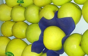 Turkish Green Apple